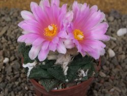 Ariocarpus fissuratus Cuatro Cienegas květináč 6,5 cm - 12416129