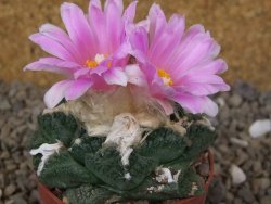 Ariocarpus fissuratus Cuatro Cienegas květináč 6,5 cm - 12416130