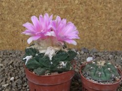 Ariocarpus fissuratus Cuatro Cienegas květináč 6,5 cm - 12416131