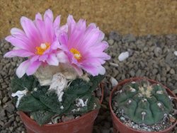 Ariocarpus fissuratus Cuatro Cienegas květináč 6,5 cm - 12416132