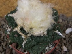 Ariocarpus fissuratus Cuatro Cienegas květináč 6,5 cm - 12416133