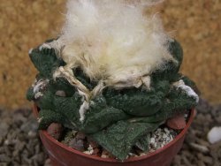 Ariocarpus fissuratus Cuatro Cienegas květináč 6,5 cm - 12416134