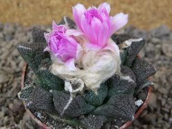Ariocarpus fissuratus Cuatro Cienegas květináč 6,5 cm - 12416135