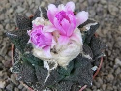 Ariocarpus fissuratus Cuatro Cienegas květináč 6,5 cm - 12416136