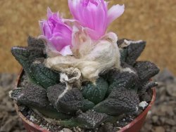 Ariocarpus fissuratus Cuatro Cienegas květináč 6,5 cm