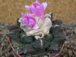 Ariocarpus fissuratus Cuatro Cienegas květináč 6,5 cm - 12416138