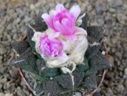 Ariocarpus fissuratus Cuatro Cienegas květináč 6,5 cm - 12416139