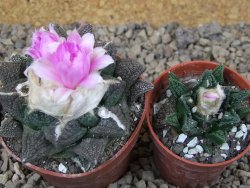 Ariocarpus fissuratus Cuatro Cienegas květináč 6,5 cm - 12416140