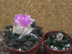 Ariocarpus fissuratus Cuatro Cienegas květináč 6,5 cm - 12416141