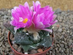 Ariocarpus fissuratus Cuatro Cienegas květináč 5,5 cm
