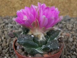 Ariocarpus fissuratus Cuatro Cienegas květináč 5,5 cm - 12416143