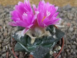 Ariocarpus fissuratus Cuatro Cienegas květináč 5,5 cm - 12416144