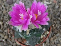 Ariocarpus fissuratus Cuatro Cienegas květináč 5,5 cm - 12416145