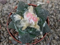 Ariocarpus fissuratus Cuatro Cienegas květináč 5,5 cm - 12416146