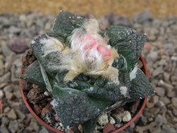 Ariocarpus fissuratus Cuatro Cienegas květináč 5,5 cm - 12416147