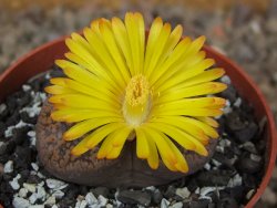 Lithops sp., květináč 6,5 cm - 12416151