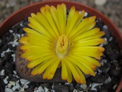 Lithops sp., květináč 6,5 cm - 12416152