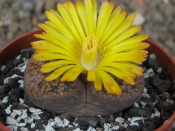 Lithops sp., květináč 6,5 cm - 12416157