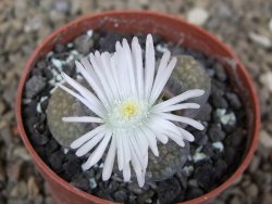 Lithops sp., květináč 6,5 cm - 12416158