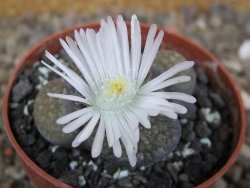Lithops sp., květináč 6,5 cm - 12416159