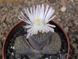 Lithops sp., květináč 6,5 cm