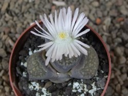 Lithops sp., květináč 6,5 cm - 12416161
