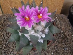 Ariocarpus confusus Aramberi 15 cm Cites IA - 12416162