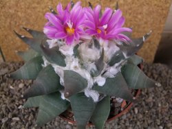 Ariocarpus confusus Aramberi 15 cm Cites IA - 12416163