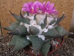 Ariocarpus confusus Aramberi 15 cm Cites IA