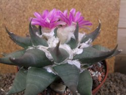 Ariocarpus confusus Aramberi 15 cm Cites IA - 12416165