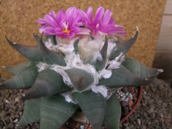 Ariocarpus confusus Aramberi 15 cm Cites IA - 12416166