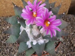 Ariocarpus confusus Aramberi 15 cm Cites IA - 12416167