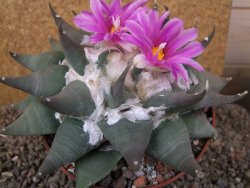 Ariocarpus confusus Aramberi 15 cm Cites IA - 12416168