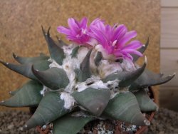 Ariocarpus confusus Aramberi 15 cm Cites IA - 12416169