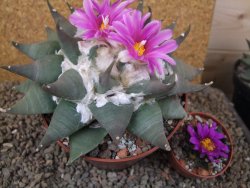 Ariocarpus confusus Aramberi 15 cm Cites IA - 12416170