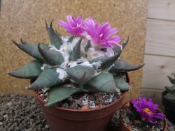Ariocarpus confusus Aramberi 15 cm Cites IA - 12416171