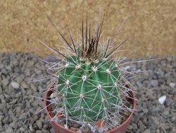 Echinocereus triglochidiatus Santa Fe, květináč 6,5 cm