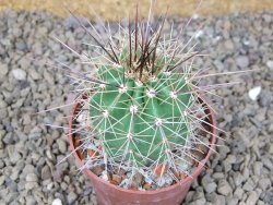 Echinocereus triglochidiatus Santa Fe, květináč 6,5 cm - 12416173