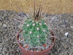 Echinocereus triglochidiatus Santa Fe, květináč 6,5 cm - 12416174