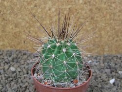 Echinocereus triglochidiatus Santa Fe, květináč 6,5 cm - 12416175