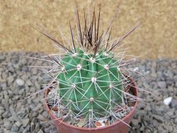 Echinocereus triglochidiatus Santa Fe, květináč 6,5 cm - 12416176