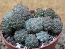 Puna bonniae květináč 6,5 cm