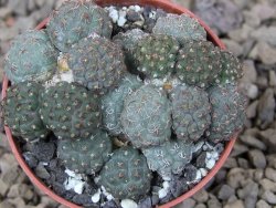 Puna bonniae květináč 6,5 cm - 12416180