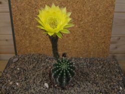 Echinopsis hybrid, květináč 7 cm