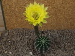 Echinopsis hybrid, květináč 7 cm - 12416182
