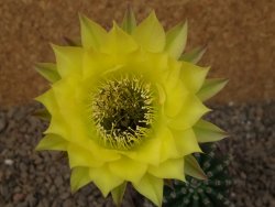Echinopsis hybrid, květináč 7 cm - 12416183