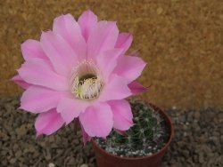 Echinopsis hybrid, květináč 6,5 cm - 12416188