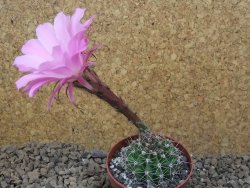 Echinopsis hybrid, květináč 6,5 cm - 12416191