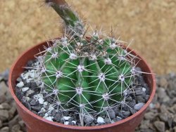 Echinopsis hybrid, květináč 6,5 cm - 12416192