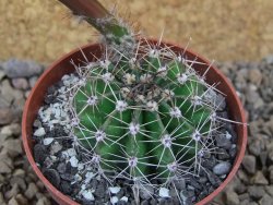 Echinopsis hybrid, květináč 6,5 cm - 12416193